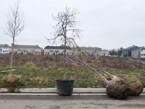 The loss of trees through development across the city was one of the reasons city council added $100,000 to the 2022 capital budget to double the size of a tree-planting program next year.