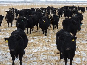 Cattle grazing in a field in the winter. (supplied photo)