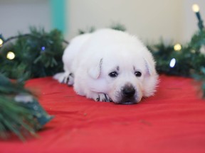 The Ontario Society for the Prevention of Cruelty to Animals has launched its iAdopt For The Holidays campaign in the hopes some families can gift a loving forever home this Christmas season. OSPCA handout