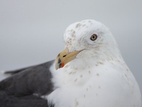 Closeup of the bill of an adult Slaty-backed Gull (Larus schistisagus). AGAMI stock
