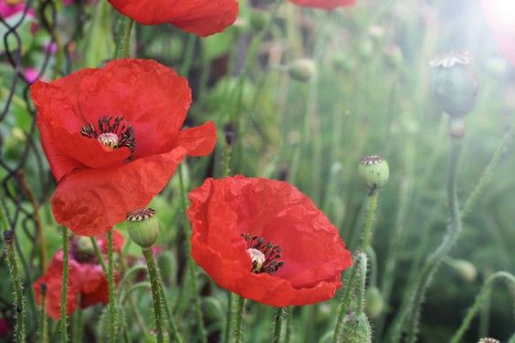 2021 marks the 100th anniversary of the remembrance poppy