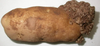 potato wart