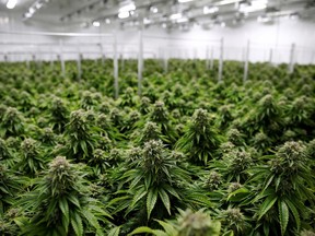FILE PHOTO: Chemdawg marijuana plants grow at a facility in Smiths Falls, Ontario, Canada October 29, 2019.  REUTERS/Blair Gable/File Photo