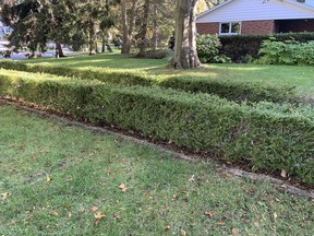 A boxwood hedge in one of Sarnia's shady properties. John DeGroot photo