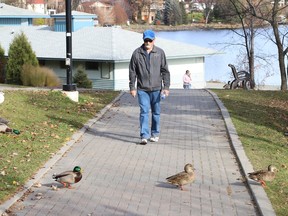 A pedestrian patiently waits for ducks to cross a walkway at Bell Park in Sudbury, Ont. on Tuesday November 9, 2021. John Lappa/Sudbury Star/Postmedia Network