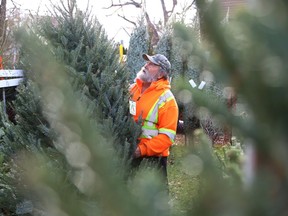 Mike Peters examines a Christmas tree located on his property on Balsam Street in Copper Cliff, Ont. on Monday November 15, 2021. Peters, with the support of volunteers such as the Fleming family, is hoping to sell more than 200 trees as well as a number of wreaths, as part of a fundraiser for Copper Cliff Scouting. Starting Nov. 20 at 9 a.m., people will be able to purchase the trees and wreaths on the lot. This is the 25th year Peters has been selling trees to support Copper Cliff Scouting. John Lappa/Sudbury Star/Postmedia Network