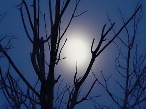 The hazy moon rises over tree tops in Naughton, Ont.