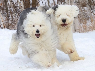 Daisy, left, and Marley go for a romp at Delki Dozzi track in Sudbury, Ont. on Monday November 29, 2021. John Lappa/Sudbury Star/Postmedia Network