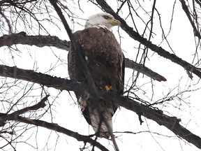 A bald eagle perches on a tree overlooking Ramsey Lake in Sudbury, Ont. on Monday November 29, 2021. John Lappa/Sudbury Star/Postmedia Network