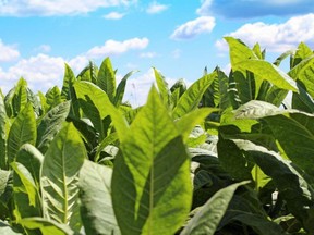 tobacco crop