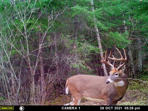 A nice whitetail buck made an appearance for Jeff Gustafson' trail camera last week.