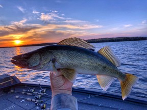 A nice walleye from Jeff Gustafson's October adventure on the English River.