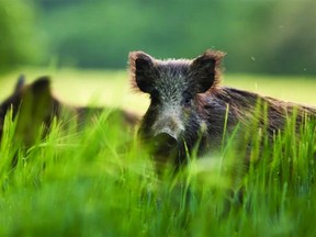 The Government of Alberta has announced a $75 bounty on pig ears as the province's invasive wild boar population continues to rise. File photo.