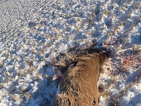Wetaskiwin Fish and Wildlife officers are seeking the public’s assistance in identifying the individual(s) responsible for a white-tailed deer that had been shot and left.