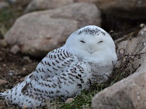 Snowy owls are easily recognized by their white feathers, yellow eyes and round heads. Males are usually pure white while the females and young birds are barred with black.  About the size of a raven, the females are also larger and heavier than the males.