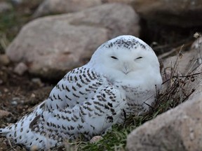 Despite efforts to save this snowy white owl found on a driveway in Powassan, the young bird died of dehydration and malnourishment at a sanctuary in Minden.
Andre Degagne Photo