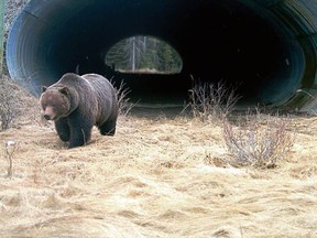 There are now 116 existing wildlife underpasses, overpasses and fencing in the Yellowstone to Yukon region — the most for any landscape in the world. Photo Yellowstone to Yukon Conservation Initiative.