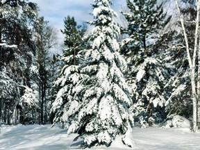 Mother Nature doesn’t need any help decorating her Christmas tree. Phil Burke/Natural Acquaintances