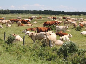 Cattle grazing in a field. (supplied photo)