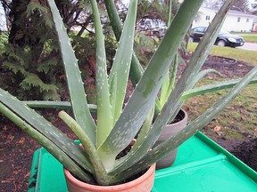 Aloe vera is among the most recognized plants in the world and has a lot going for it from helping heal skin abrasions to cleaning air we breathe. (Tes Meseyton)