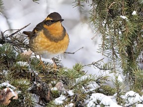The Wabamun Lake Christmas Bird Count takes place on January 2, 2022.
