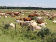Cows grazing in a pasture. (supplied photo)