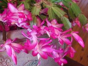 Some basic Christmas cactus care. If your cactus’ buds haven’t set yet, it likely first needs between 12 to 15 hours of complete darkness or extreme low light daily and placed in a cool room for a few weeks. Once flowers appear, provide bright filtered light and give it a regular misting but do not water every day. Be stingy when it comes to watering a cactus and do it seldom as overwatering will kill your cactus.  (supplied photo)
