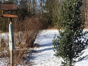 The Nature Conservancy of Canada is suggesting putting your native Christmas tree in your backyard instead of the curb. The tree can provide many benefits for backyard wildlife.