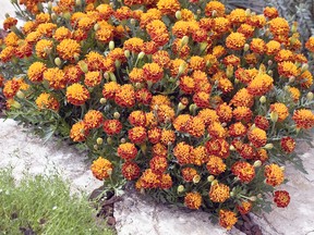 Homoeopaths hold fresh and dried marigold petals in high esteem. A poultice with lint or muslin material moistened in warm tea made from marigolds flowers is highly antiseptic and healing. It can be applied to skin injuries, wounds, sores and ulcers of all kind and was used extensively with marked success by homoeopathic doctors in both world wars. Just one of numerous reasons to plant marigolds in your forthcoming garden during 2022.(W.H. Perron photo)