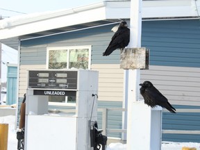 Ravens relax at a gas pump outside Chief's Corner in Fort Chipewyan on Thursday, January 16, 2020. Vincent McDermott/Fort McMurray Today/Postmedia Network