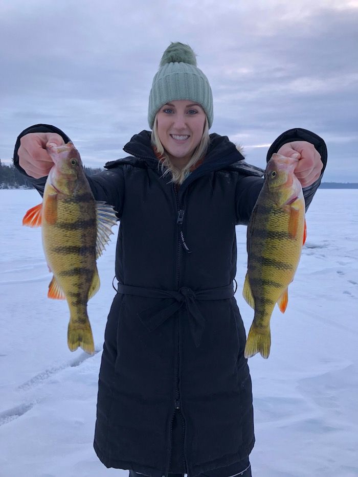 THE LIVEWELL: Perch flourishing on Lake of the Woods