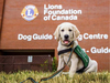 After three years of waiting, the Lions Foundation of Canada Dog Guide was approved Sherwood Park’s Saffron Sexual Assault Centre application for a justice facility dog. Photo courtesy Lions Foundation of Canada Dog Guides/Facebook