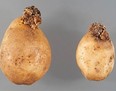 potato wart