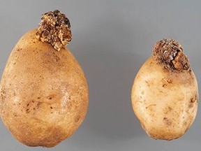 potato wart