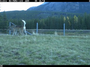 Wolf from Bow Valley pack captured on a trail camera on Oct. 1 2021. Photo Parks Canada.