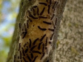 Quinte West council voted to to support a a privately run gypsy moth spray program which would be provided to rural residents with severe defoliation. The tree pictured shows caterpillars on a tree owned by Steve Brawley of Quinte West. SUBMITTED