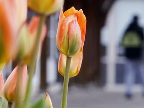 The Rotary clubs of North Bay and Nipissing and the Rotaract Club of North Bay-Nipissing sold 132 boxes of tulip bulbs in its fall, 2021 campaign. File Photo