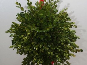 Holiday mistletoe