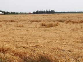 Saskatchewan Wheat