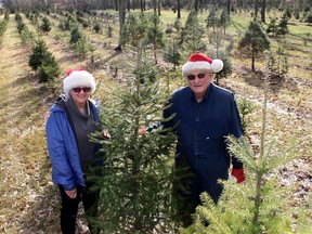 Andy and Kathy Watson have been operating Watson Christmas Trees for 30 years on five acres land behind their home at 7102 Grande River Line. Ellwood Shreve/Postmedia