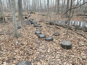 The Mandaumin Woods is one of the few public woodlots in Lambton County that is old-growth forest. However, it contains no conifers. John DeGroot photo