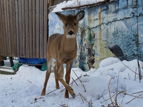 Christmas, one of Carrot the Magic Deer's fawns, with its broken leg in Lee-Anne Carver's backyard.