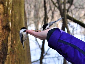 If you happen to visit the Bird Sanctuary, don't forget to bring some bird feed!. Photo taken on Thursday December 23, 2021 in Cornwall, Ont. Francis Racine/Cornwall Standard-Freeholder/Postmedia Network