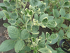 dicamba