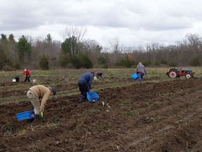 Ayla Fenton and Loving Spoonful volunteers scatter across the field for potato picking at McLeod Farms on Nov. 20.