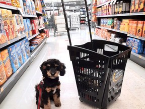 Chopper, a service dog in training with Fire Team K-9's Inc., sat calmly during a recent shopping trip.