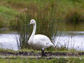 Observer and News birding columnist Ken Hooles says that 2021 was a good year for rare and scarce bird sightings in the Upper Ottawa Valley, including the Tundra Swan that was spotted in the region in May and again this fall. Rejean Bedard Getty Images