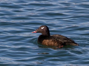 Back at the beginning of November, Mark Dojczman located six White-winged Scoters on Muskrat Lake in Cobden. File photo Getty Images