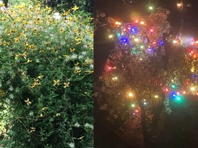 Tangutica in September and tangutica aglow in December.
DOUG REBERG/SPECIAL TO THE BEACON HERALD