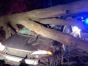 A driver walked away without injury after a tree fell on their vehicle as they drove along Blueline Road near Port Dover on Saturday afternoon.